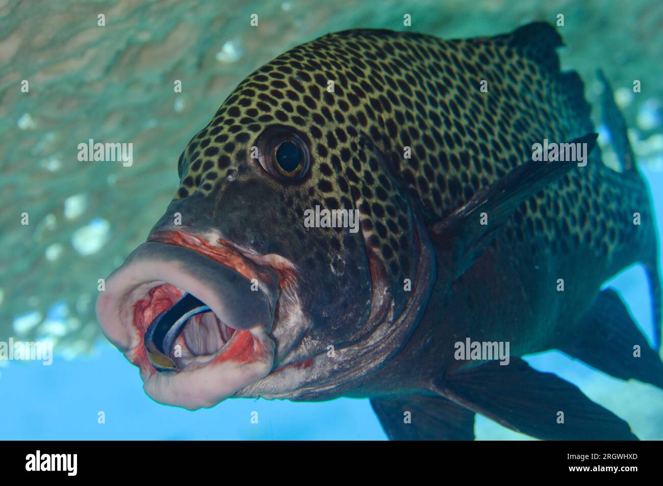 Bluestreak Cleaner Wrasse, Labroides dimidiatus, pulizia bocca di Sweetlips a molti macchie, Plectorhinchus chaetodonoides, sito di immersione Crystal Rock, Gili Foto Stock