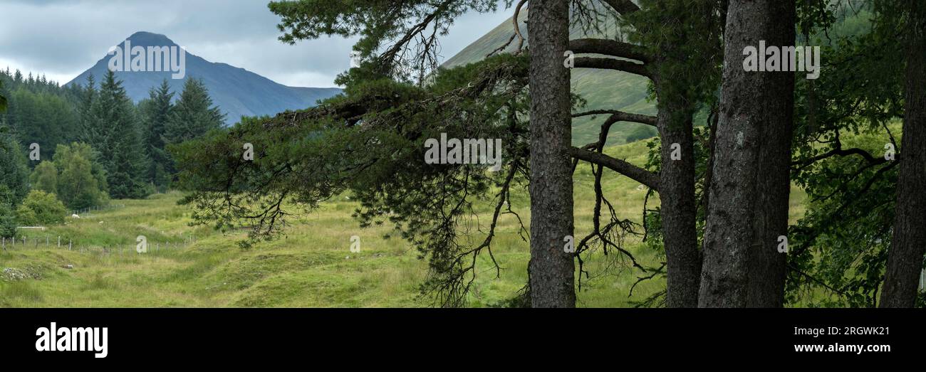 Tree and Mountain, Parco Nazionale della Scozia Foto Stock
