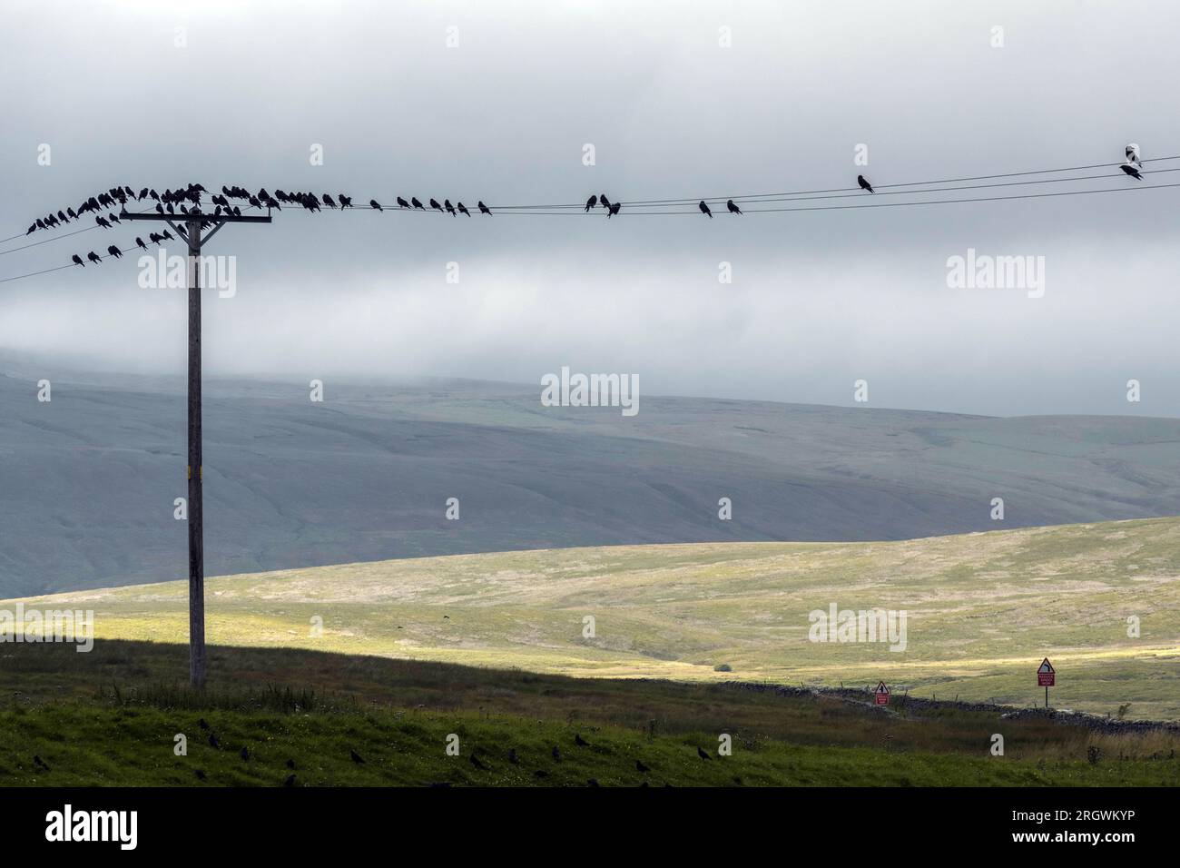 Uccelli sulla linea telefonica, Dale Yorkshire UK Foto Stock