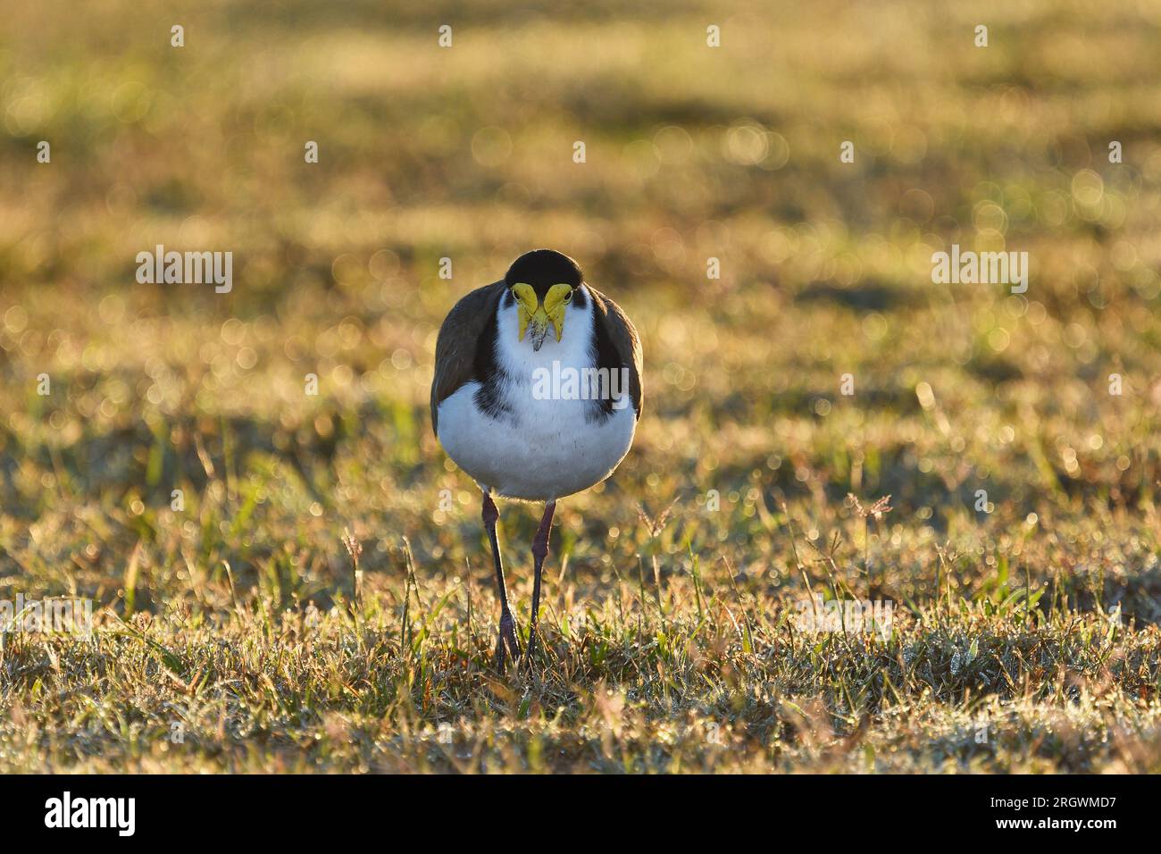 Un umido, disordinato, abitato da terra australiano adulto Masked Lapwing -Vanellus Miles, novaehollandiae- uccello alla luce del sole di prima mattina, alla macchina fotografica Foto Stock