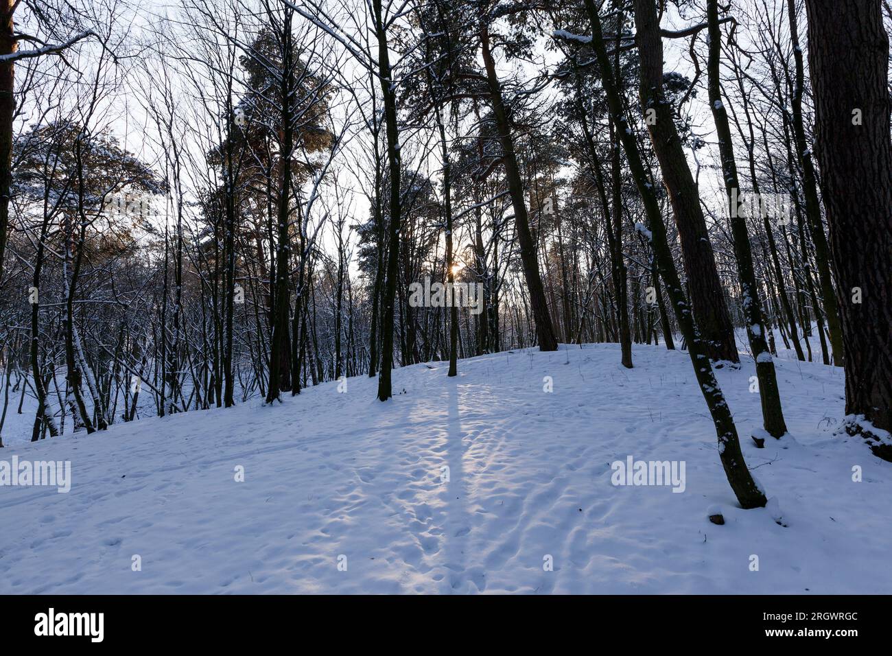 alberi decidui senza foglie nella neve dopo torte di neve e nevicate, fenomeni naturali nella stagione invernale con piante e alberi senza foglie Foto Stock