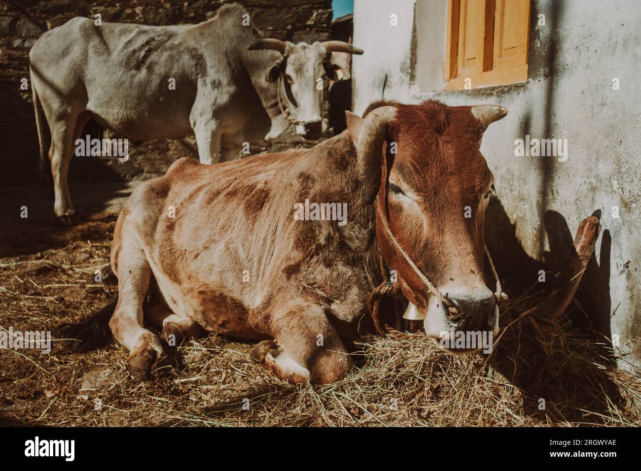 Mucca indigena Badri/Pahari nella casa del villaggio, che pascolava con erbe himalayane. Razza nativa Uttarakhand. Foto Stock