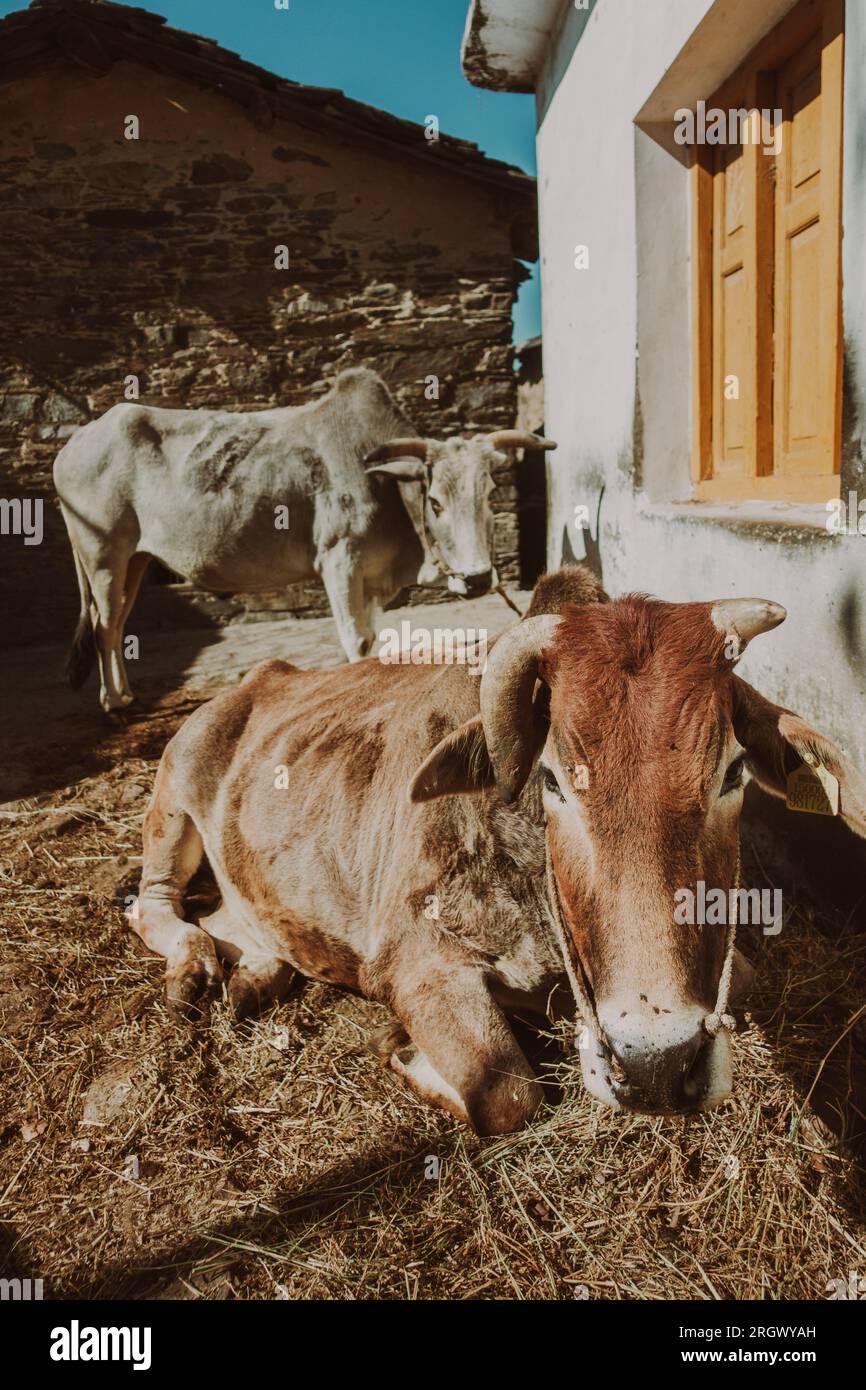 Mucca indigena Badri/Pahari nella casa del villaggio, che pascolava con erbe himalayane. Razza nativa Uttarakhand. Foto Stock