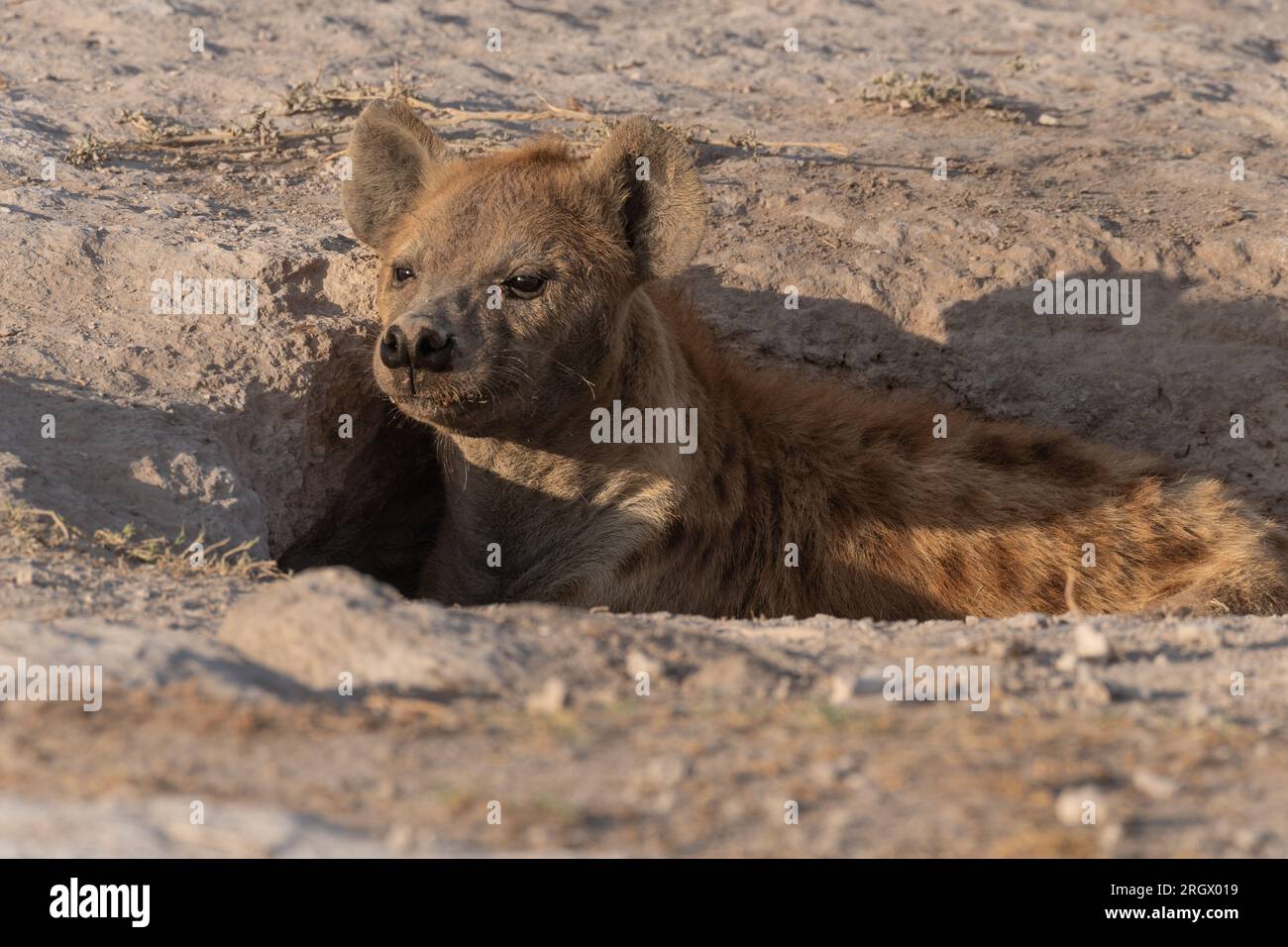 Iena maculata, Crocuta crocuta, Hyaenidae, Parco nazionale di Amboseli, Kenya, Africa Foto Stock