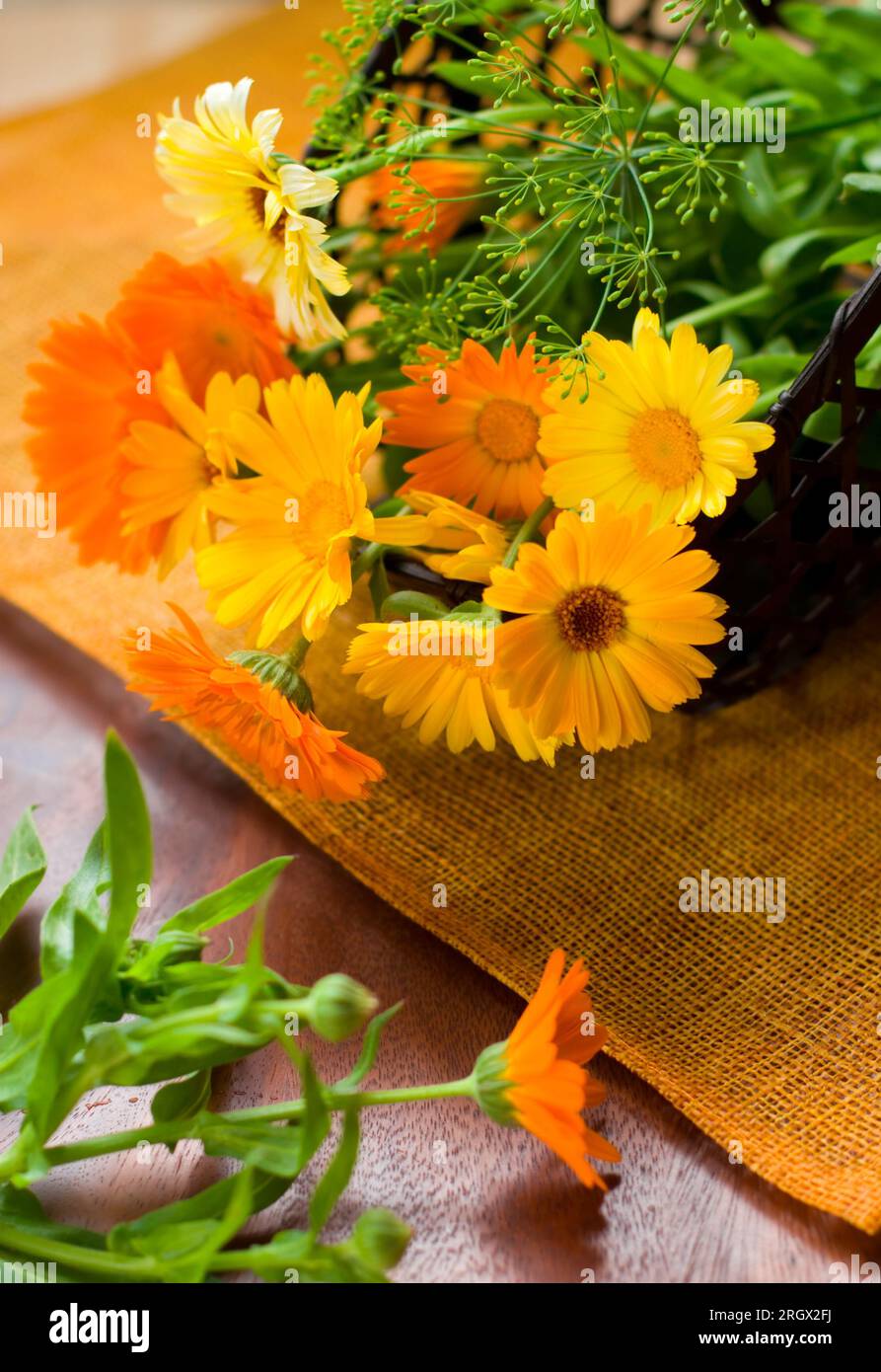 calendule gialle e arancioni Foto Stock