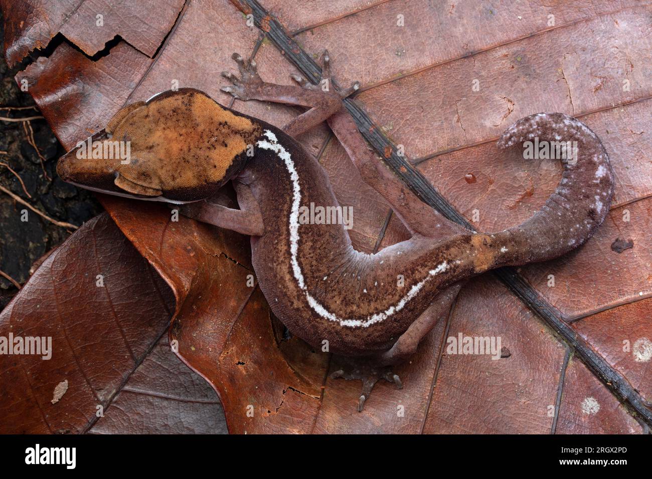 Gecko dagli occhi di gatto, Aeluroscalabotes felinus, Aeluroscalabotes dorsalis Foto Stock