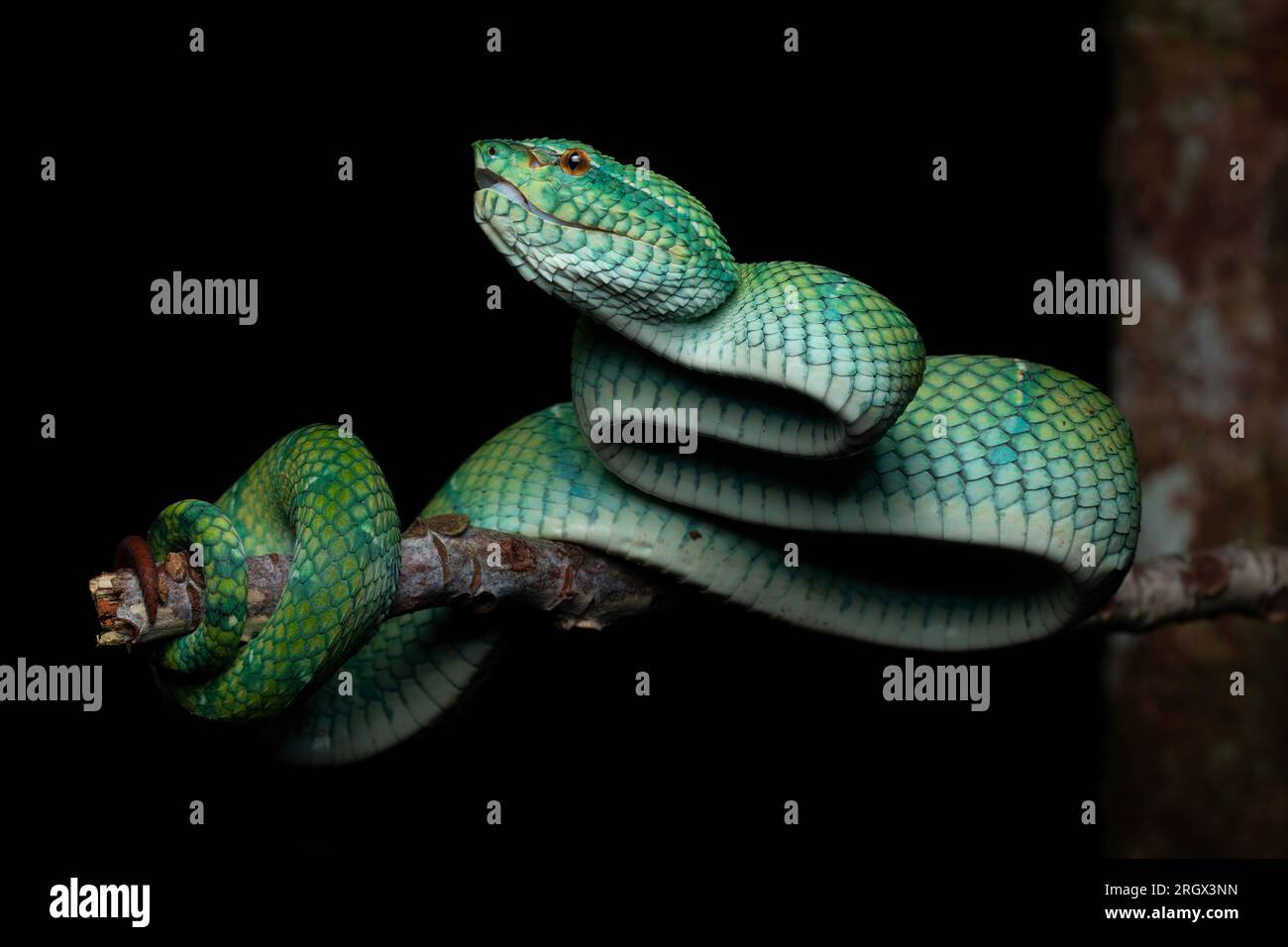 viper con chiglia borneana, Foto Stock