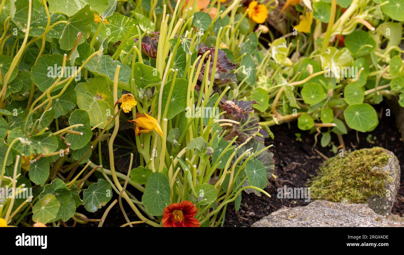 Scogliera informale con felci e nasturtium che mostrano estesi danni da coniglio. Piccola tenuta del North Yorkshire a 900 metri Foto Stock