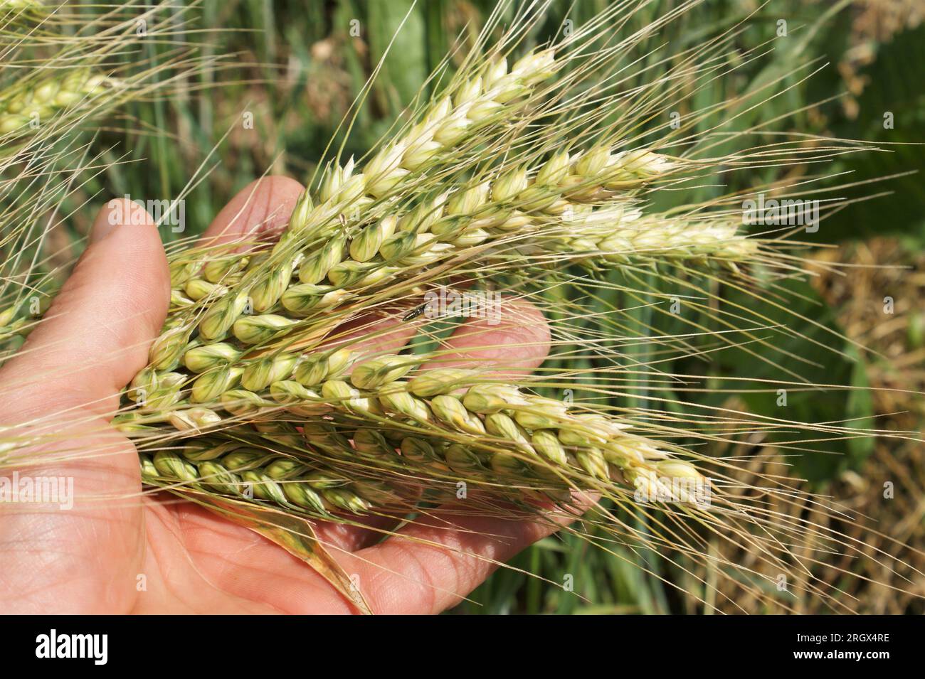 Orzo nelle mani di un uomo. Ora del raccolto. Foto Stock