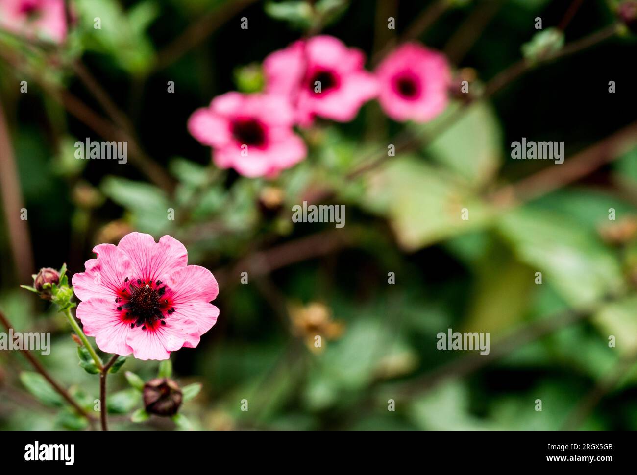 Potentilla nepalensis "Miss Willmott" in rosa brillante, Potentilla willmottiae Foto Stock