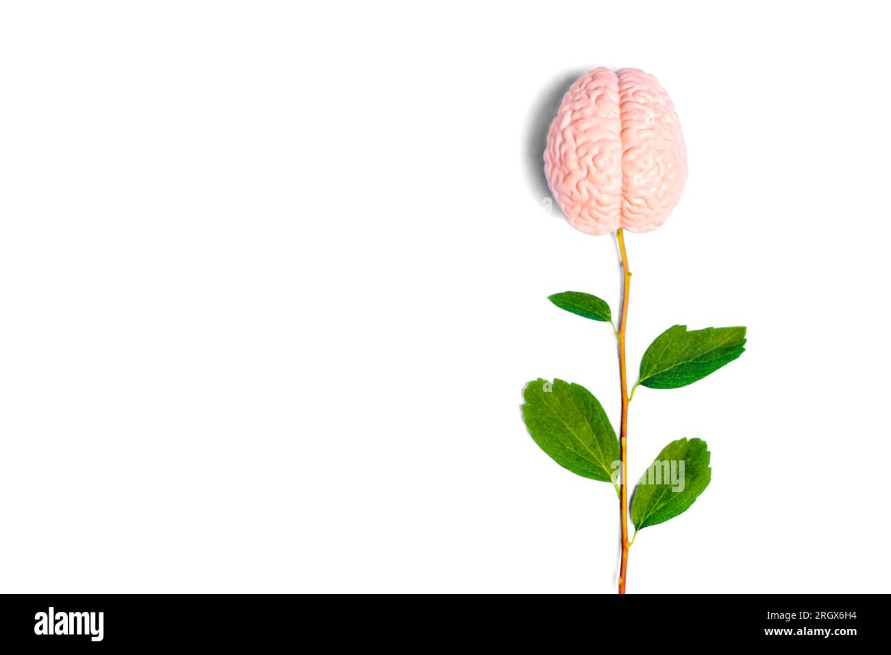 Concetto creativo e florido di intelletto: Composizione di fiori cerebrali con gambo fresco, foglie verdi e riproduzione anatomica in miniatura di un cervello umano iso Foto Stock