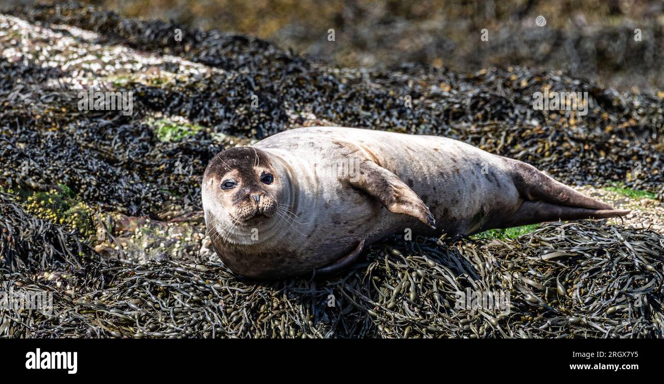 Seals of Seal Island, Loch Linhee, Fort William, Scozia Foto Stock