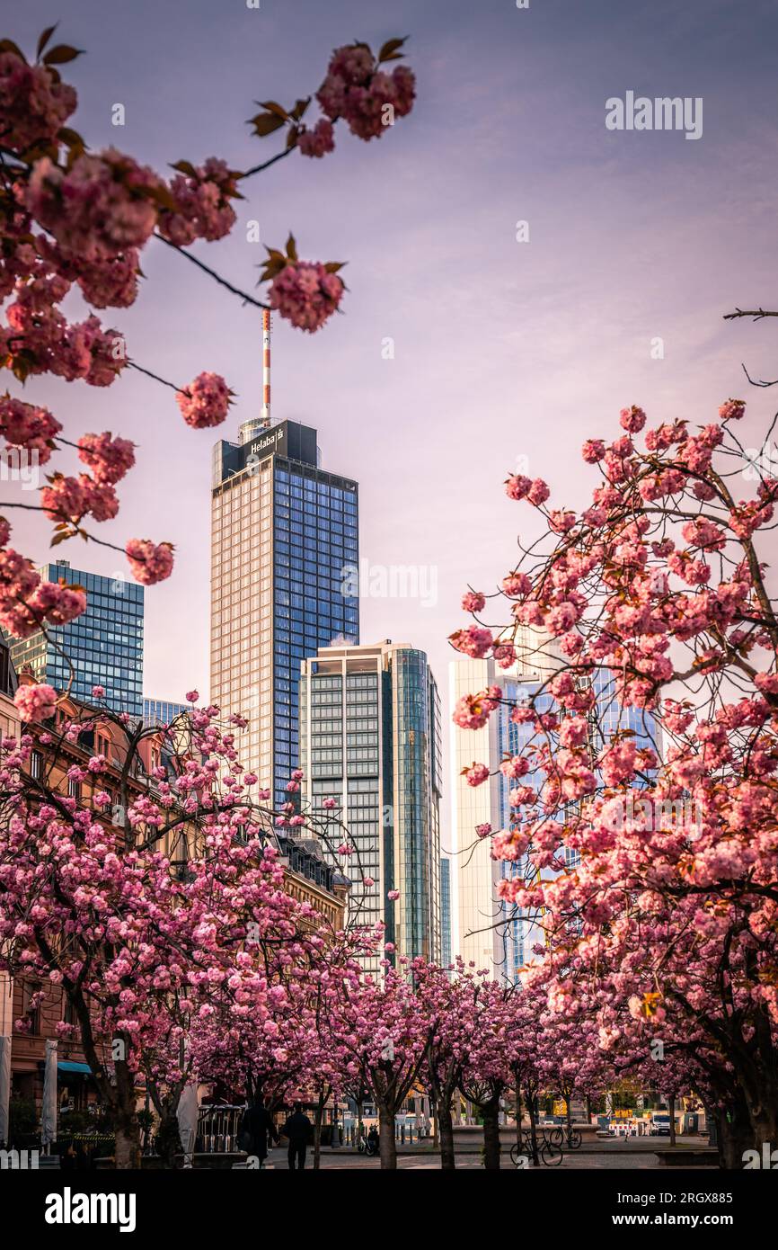 Francoforte sul meno Skyline in voller Blütenpracht: Harmonie von Urbanität und Natur Foto Stock