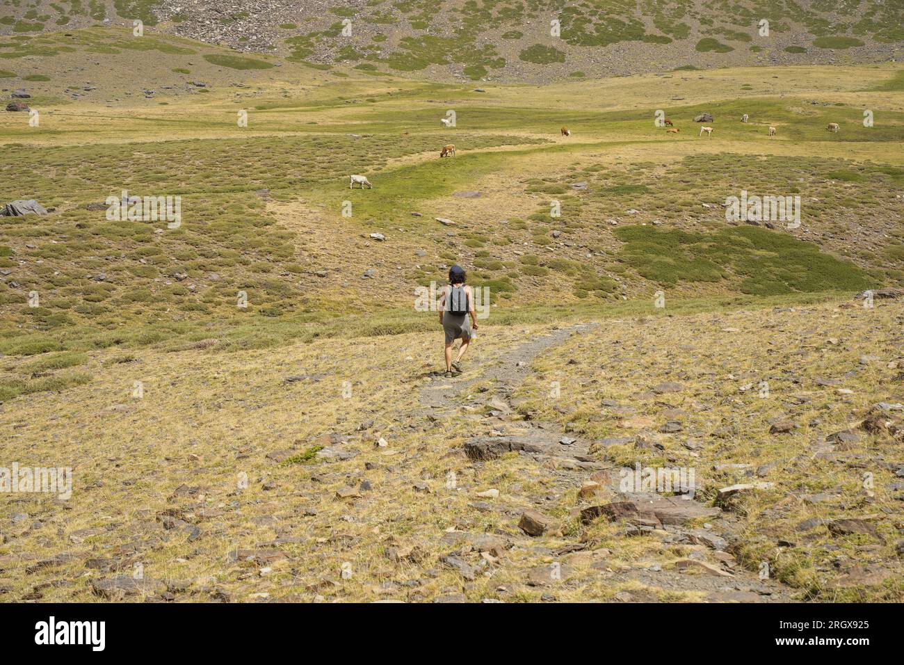 Escursionista che cammina da sola in montagna, Sierra Nevada, nella stagione estiva. Granada, Andalusia, Spagna. Foto Stock
