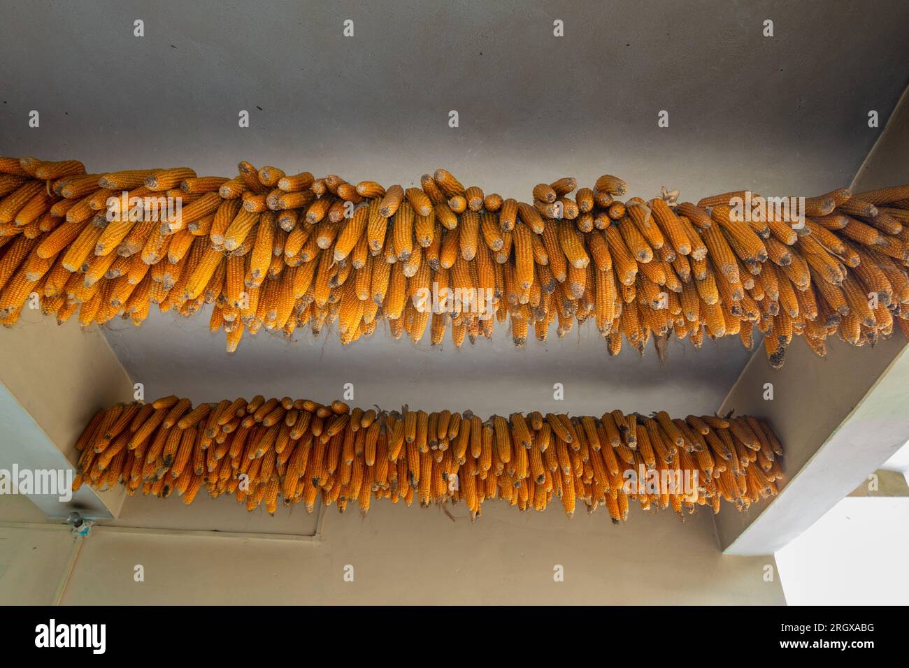 L'essiccazione del mais o del mais appeso in rustico Uttarakhand, India, che mostra i metodi tradizionali di raccolta rurale Foto Stock