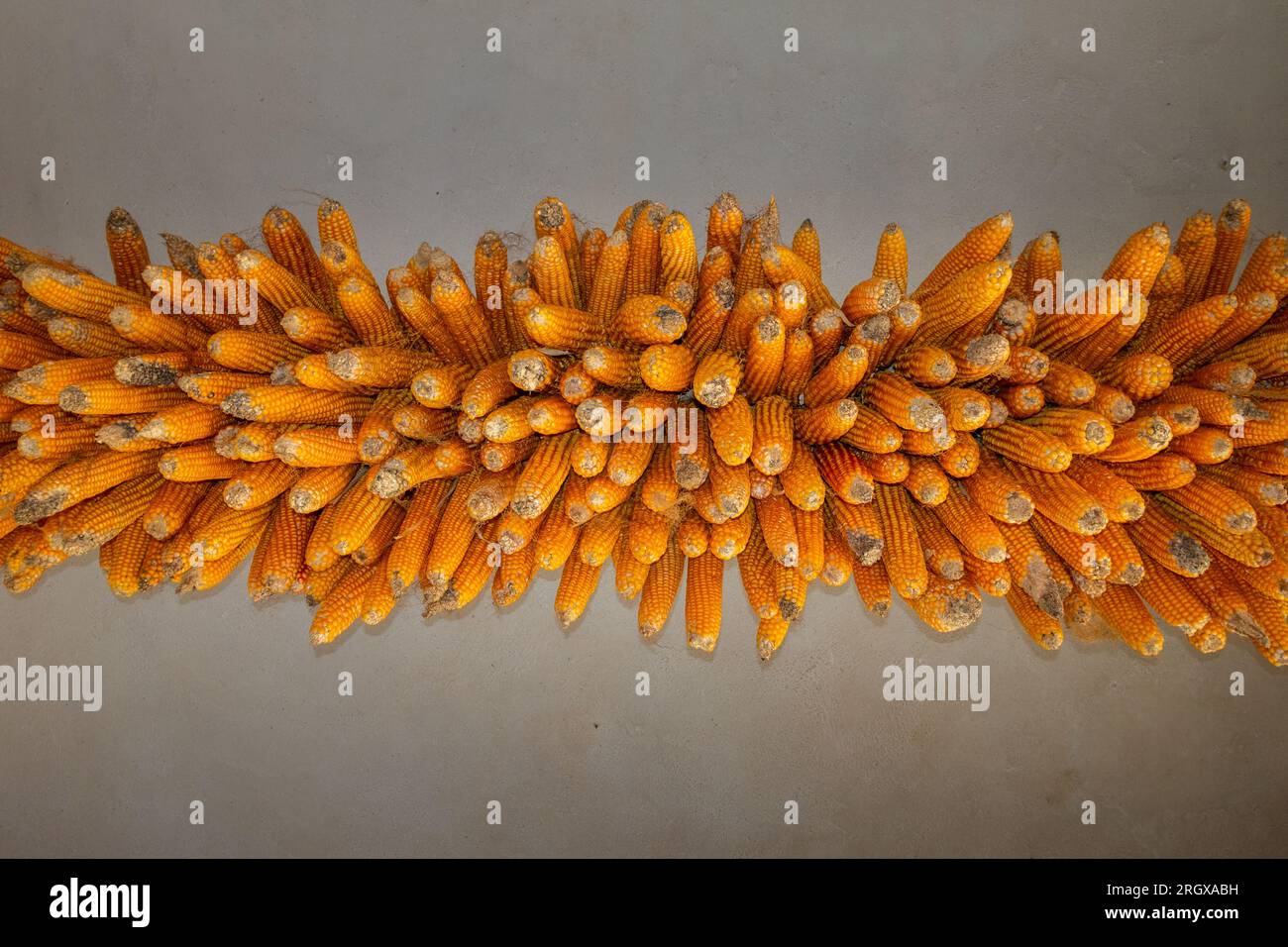 L'essiccazione del mais o del mais appeso in rustico Uttarakhand, India, che mostra i metodi tradizionali di raccolta rurale Foto Stock