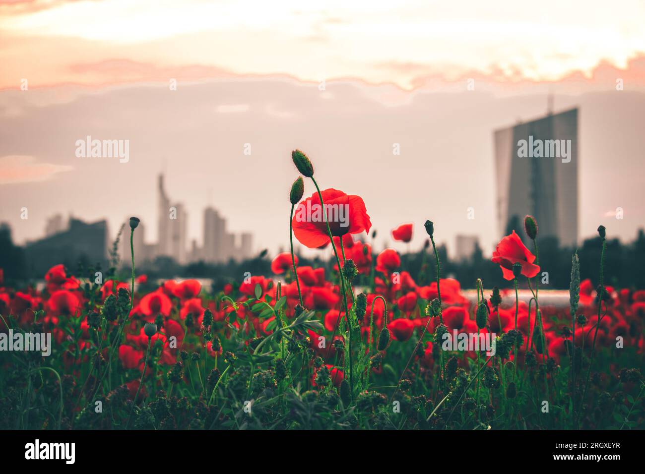 Poppy Field di fronte a Francoforte al tramonto. splendida vista della città, dello skyline e dei fiori di papavero in primo piano. Pianta con f. Rossa Foto Stock