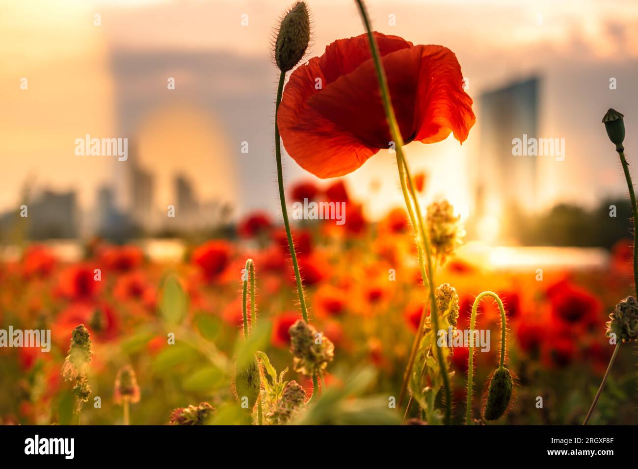 Poppy Field di fronte a Francoforte al tramonto. splendida vista della città, dello skyline e dei fiori di papavero in primo piano. Pianta con f. Rossa Foto Stock