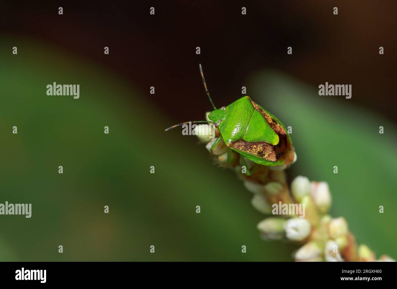 Insetto colorato su un fiore.questa foto macro è stata scattata dal Bangladesh. Foto Stock