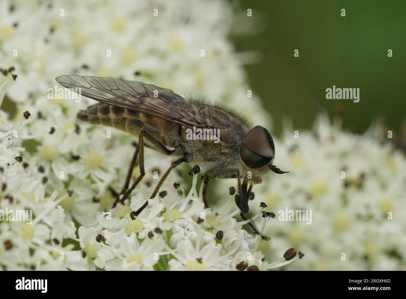 Primo piano naturale su uno gnat a forma di cavallo marrone dagli occhi a banda, Tabanus bromius, seduto su un fiore bianco Foto Stock