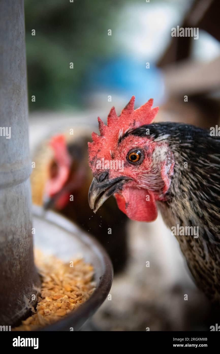 schwarzweißes Huhn beim fressen Foto Stock