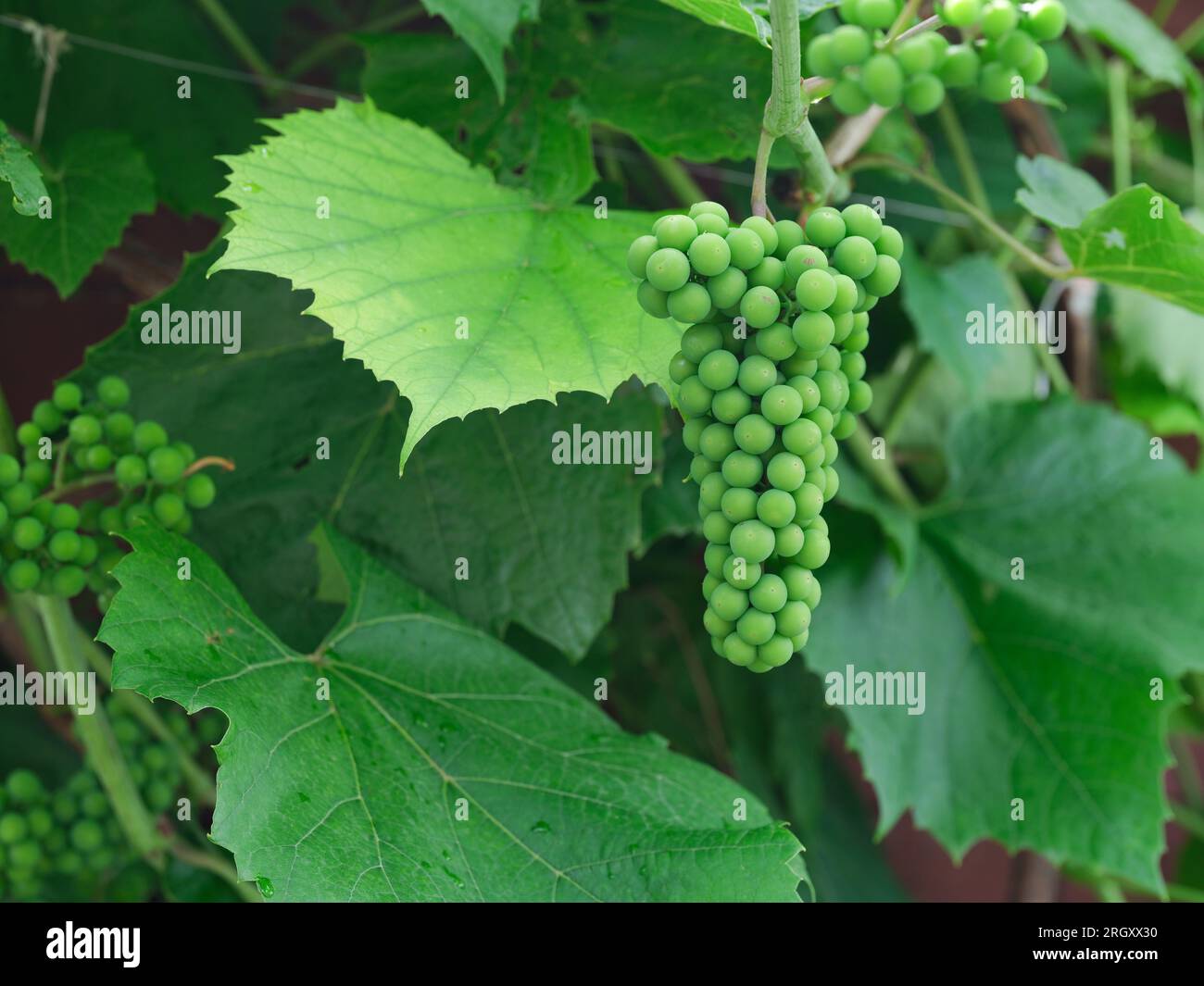 Uva organica acuta appesa a una vite d'uva. Primo piano. Foto Stock