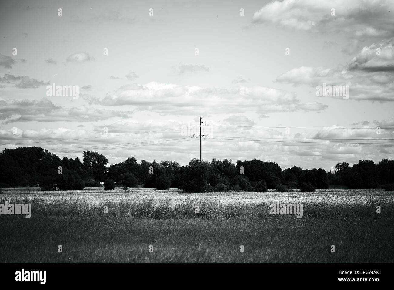 La foto in bianco e nero cattura un paesaggio rurale con vasti campi di grano e una linea elettrica sopraelevata contro un cielo nuvoloso. Campagna, spettacolo Foto Stock