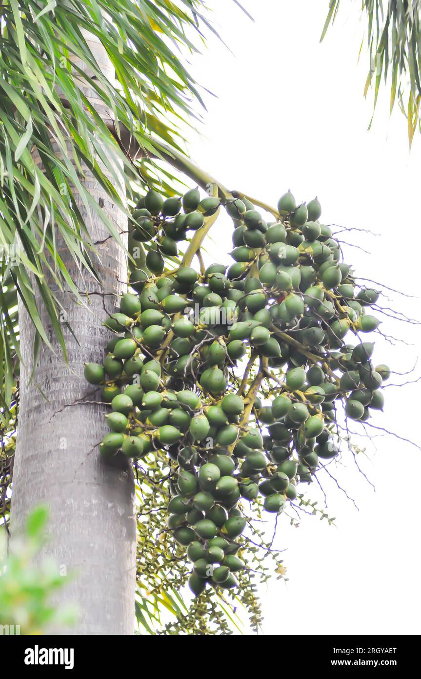 semi di palma di betel o di noce di betel o di palma e semi di palma Foto Stock