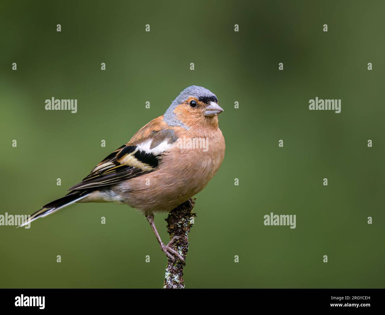 In estate, nel Galles centrale, si fa il foraggiatore di macchie maschili Foto Stock