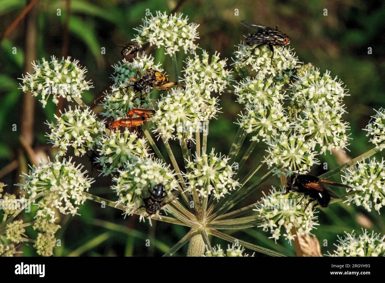 insetti che si nutrono del nettare dei fiori bianchi Foto Stock