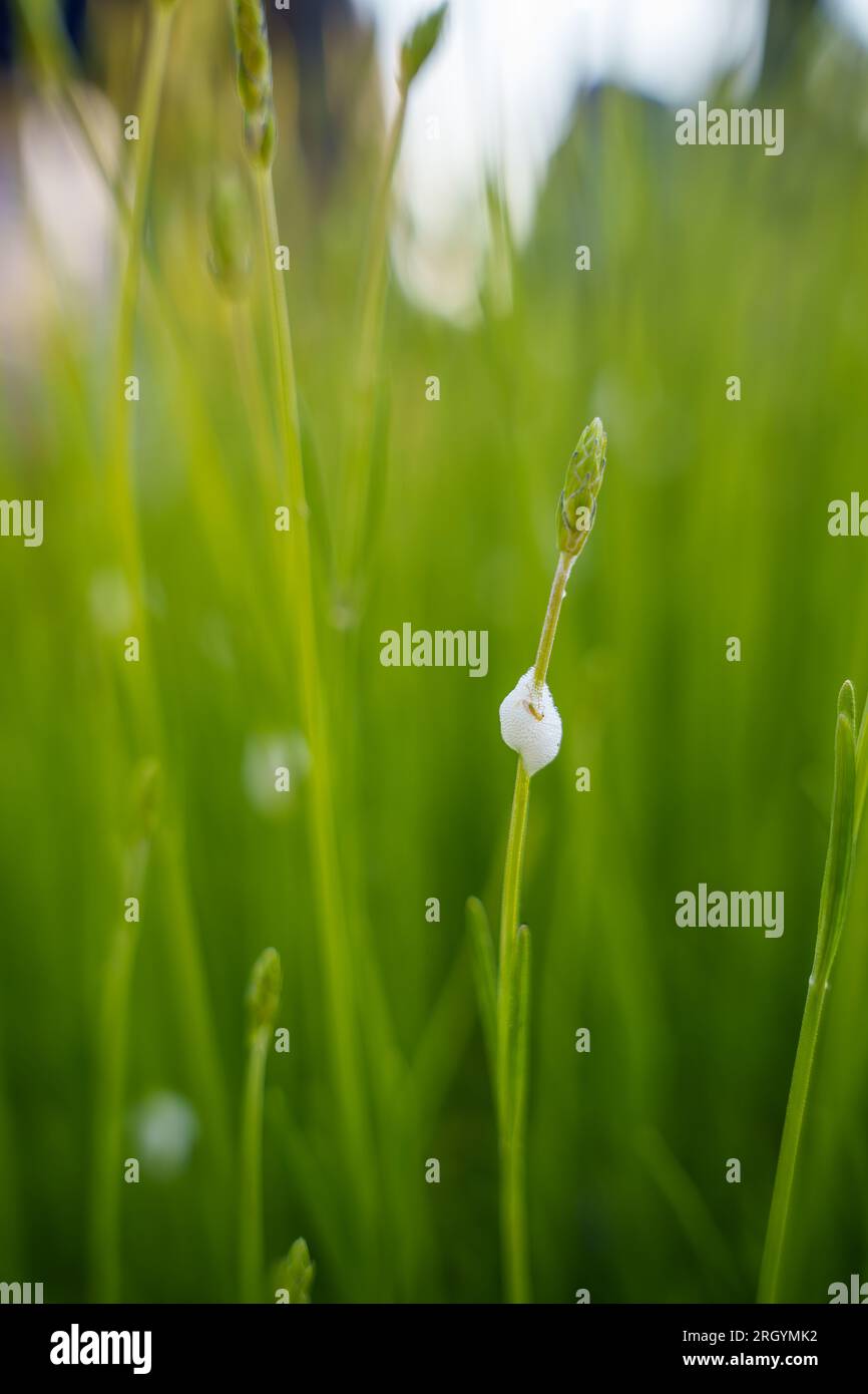 Malattia delle piante di Spittlebugs vista su uno stelo di Lavanda. Immagine ravvicinata di una schiuma che appare sulle piante da giardino. Cuckoo sputò, causato da ninfa spittlebug Foto Stock