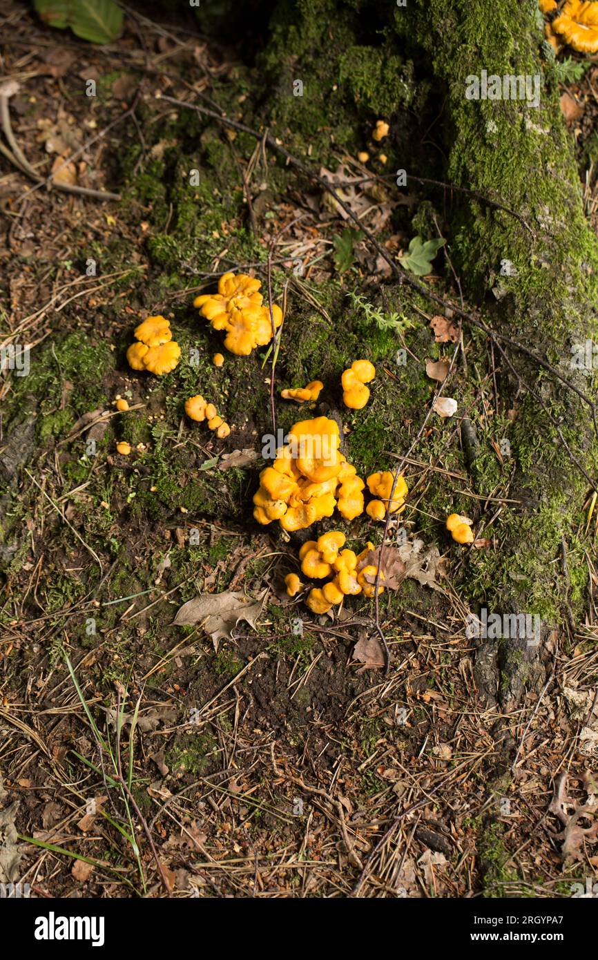 Chanterelle fungi, Cantharellus cibarius, cresce nella New Forest nell'Hampshire all'inizio di agosto. Il foraggiamento dei funghi è diventato popolare, ma molto curato Foto Stock