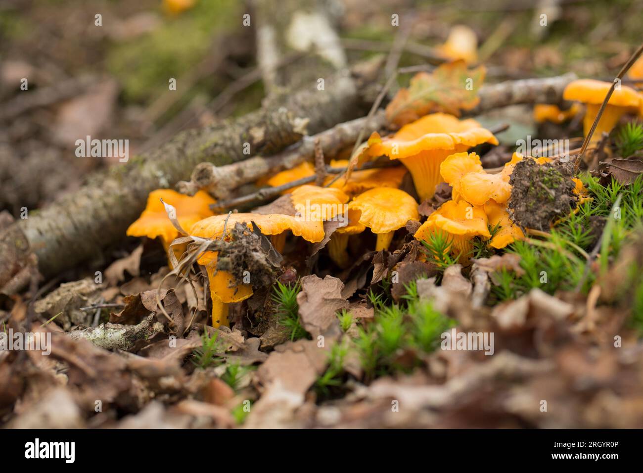 Chanterelle fungi, Cantharellus cibarius, cresce nella New Forest nell'Hampshire all'inizio di agosto. Il foraggiamento dei funghi è diventato popolare, ma molto curato Foto Stock