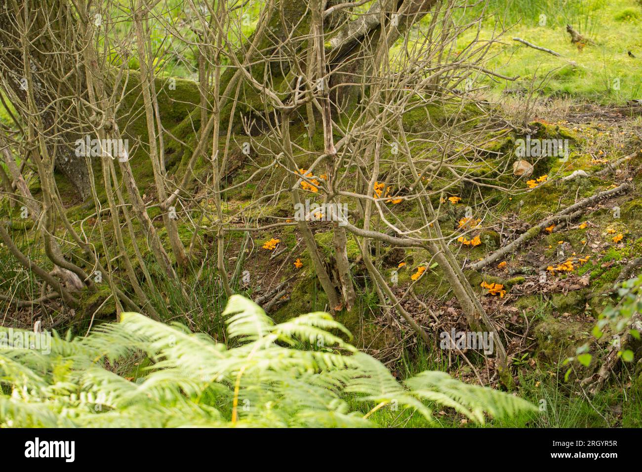 Chanterelle fungi, Cantharellus cibarius, cresce nella New Forest nell'Hampshire all'inizio di agosto. Il foraggiamento dei funghi è diventato popolare, ma molto curato Foto Stock