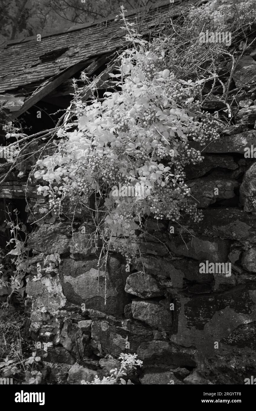 Cottage in rovina a infrarossi Foto Stock