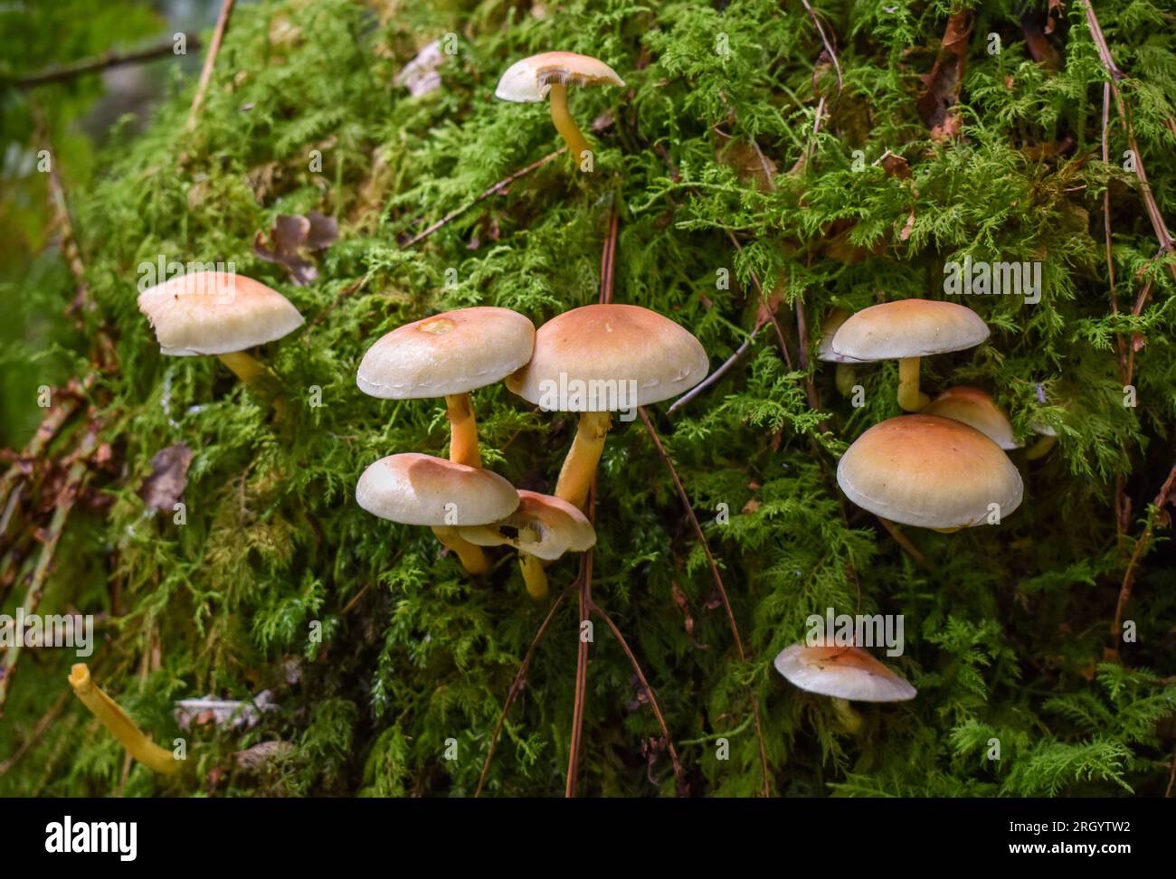Toadstools che crescono su un vecchio ceppo di alberi in boschi scuri. Foto Stock