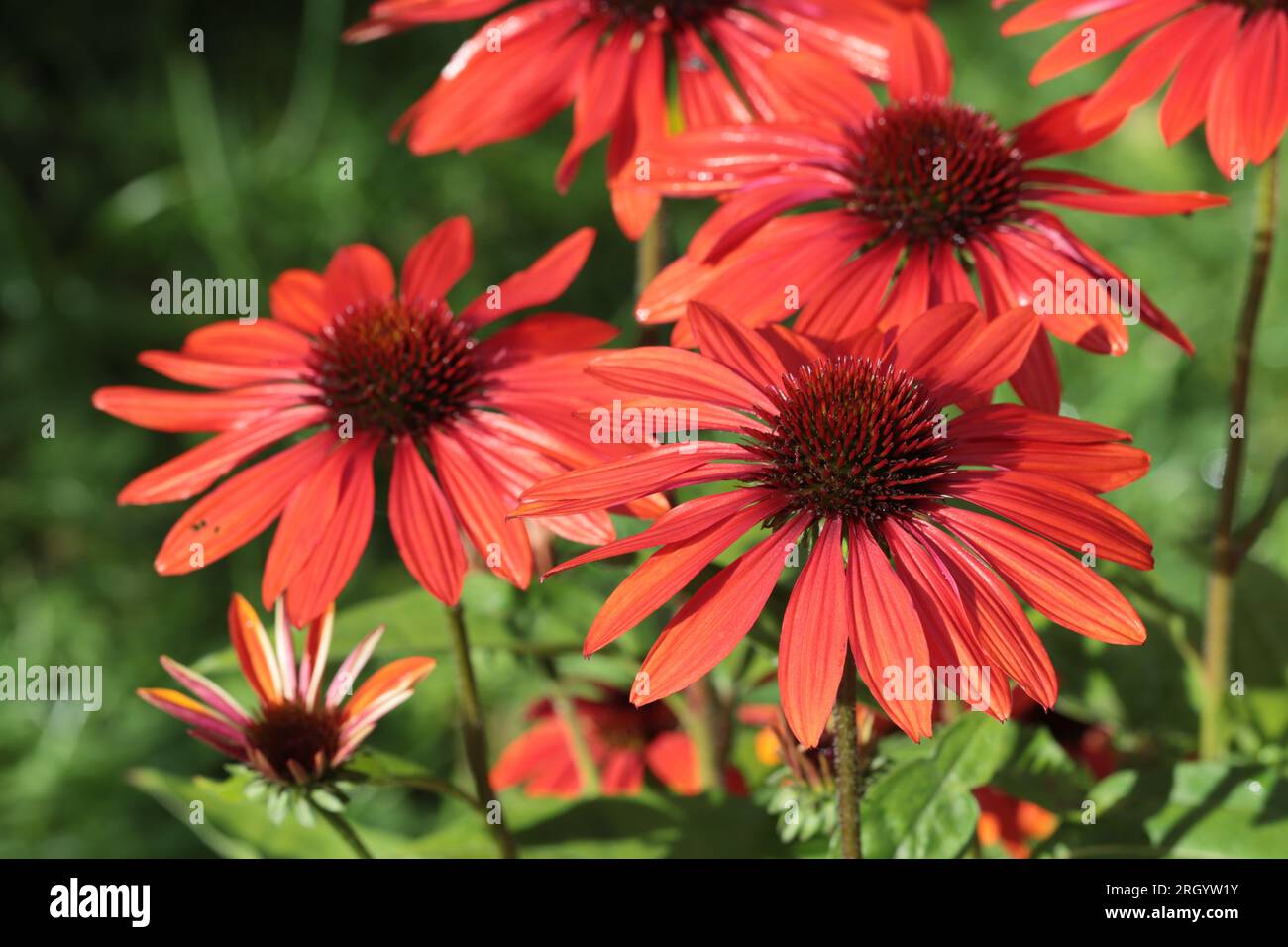 Primo piano di splendidi fiori rossi in un letto da giardino Foto Stock