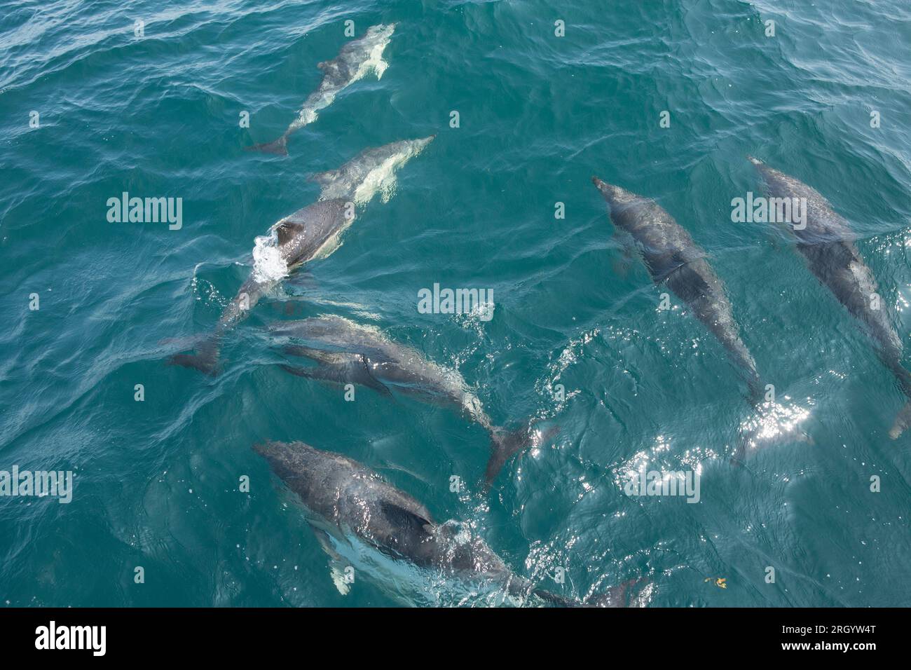Delfini comuni dal becco corto, Delphinus delphis, nella baia di Lyme che erano impegnati in corteggiamento e comportamento di accoppiamento. Lyme Bay Dorset Inghilterra Regno Unito GB Foto Stock