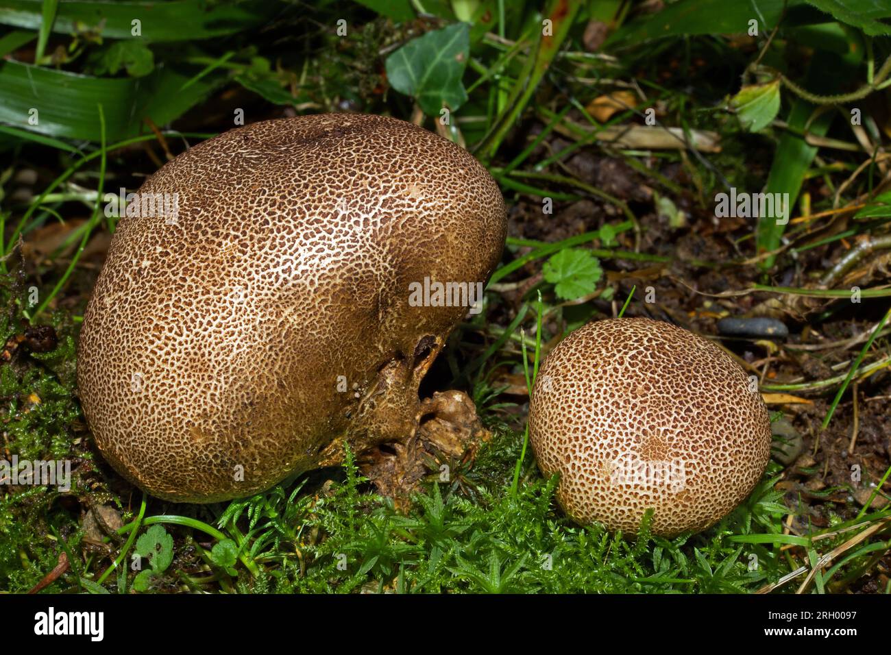 Lo scleroderma verrucosum è un fungo appartenente a un gruppo noto come "sfere di terra". Ha una distribuzione cosmopolita e cresce in terreni sabbiosi ricchi di nutrienti. Foto Stock