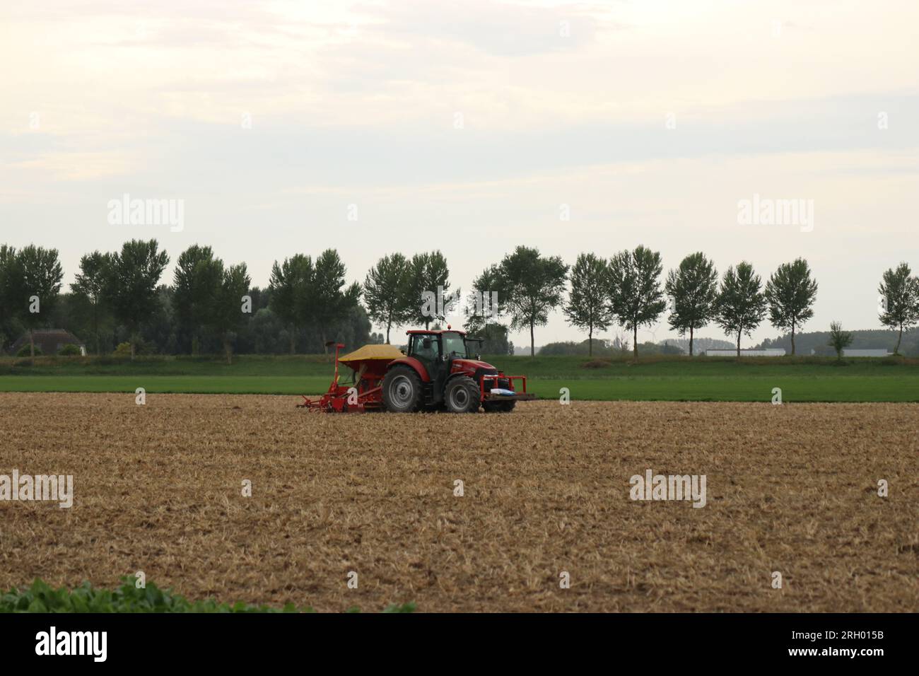 un agricoltore sta seminando letame verde con un trattore e una seminatrice in terreni arati con una fila di alberi sullo sfondo in olanda in estate Foto Stock