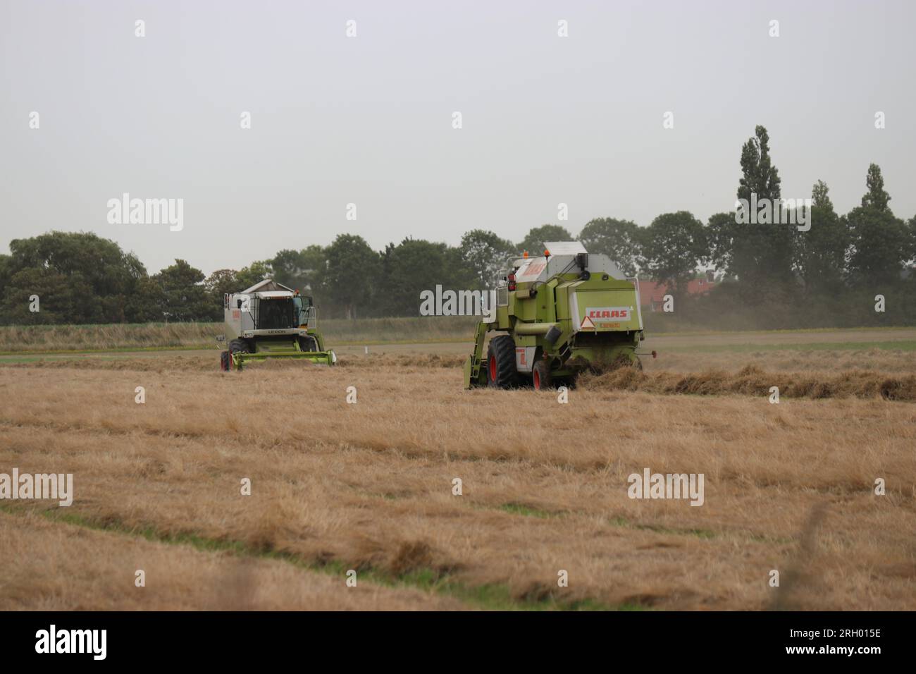 due mietitrebbie raccolgono semi da erba in un campo in estate Foto Stock