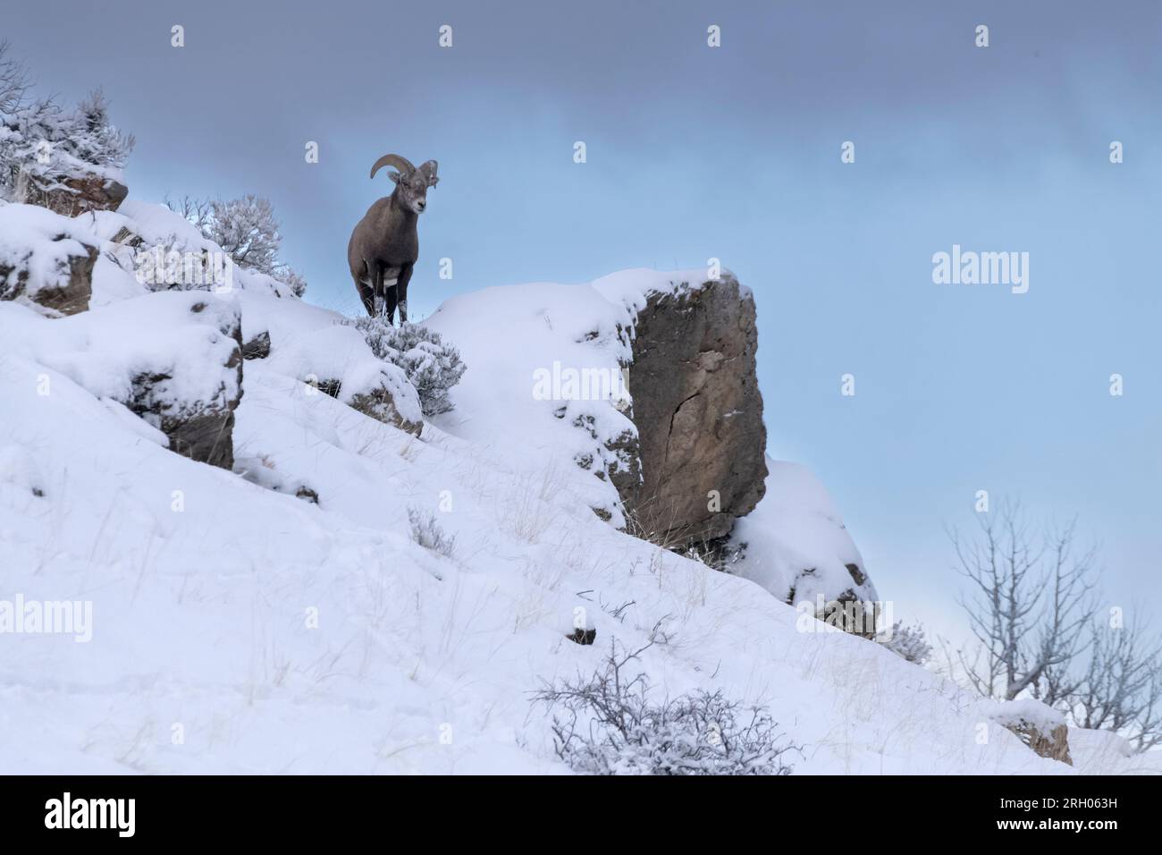 Bighorn Sheep, Rocky Mountain, Yellowstone Foto Stock