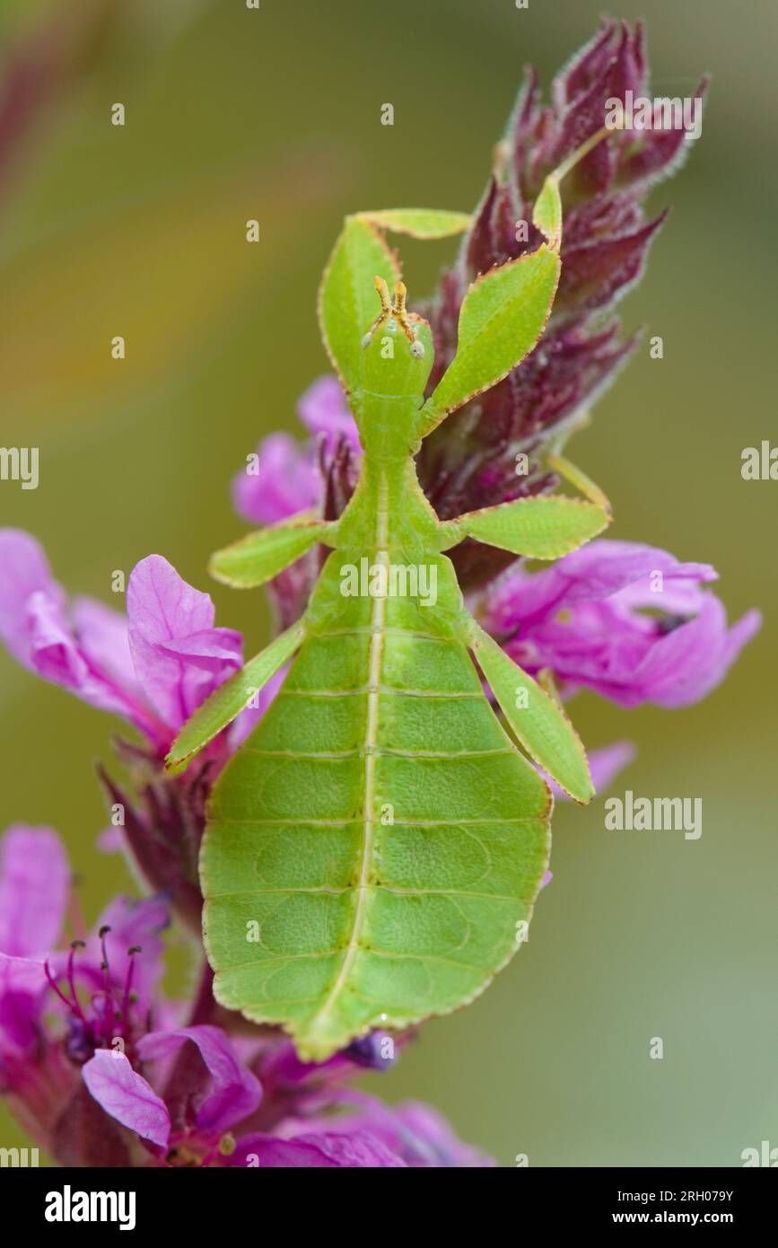 Fogliame di insetto Phyllium seduto su fiore di viola. Giovane ninfa di pochi mesi. Terrario ideale animali domestici insoliti per i bambini. Foto Stock