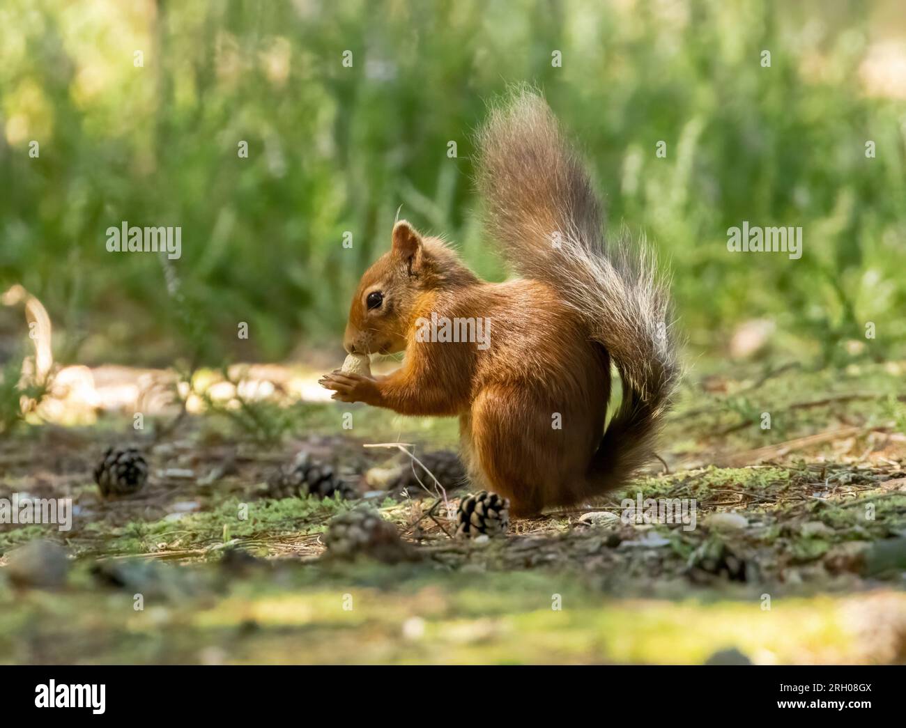 Grazioso scoiattolo rosso scozzese sul fondo della foresta nel bosco con un noce di scimmia Foto Stock