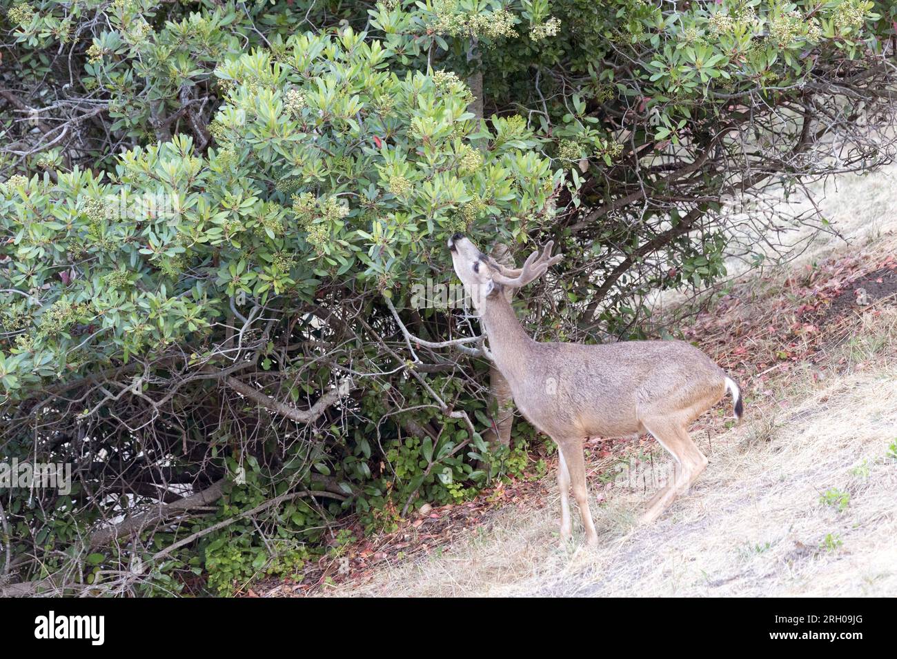 Buck di cervo dalla coda nera che mangia foglie su arto basso Foto Stock