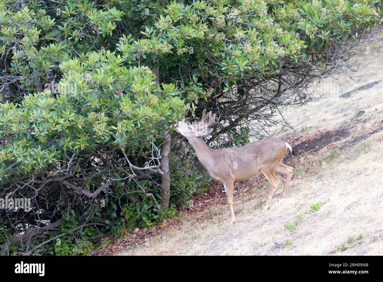Buck di cervo dalla coda nera che mangia foglie su arto basso Foto Stock