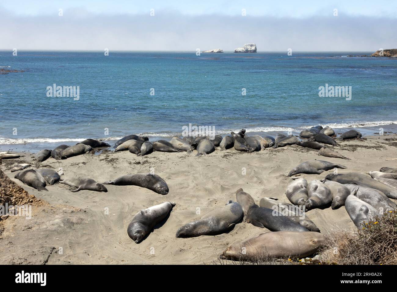 Foche elefanti sulla spiaggia Piedras Blancas Foto Stock