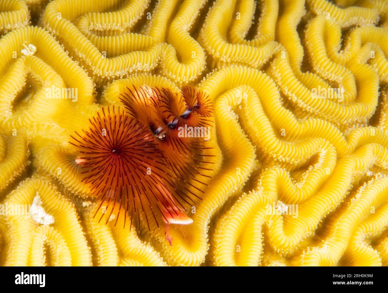 Foto subacquee di Grand Turk, Turks e Caicos Foto Stock