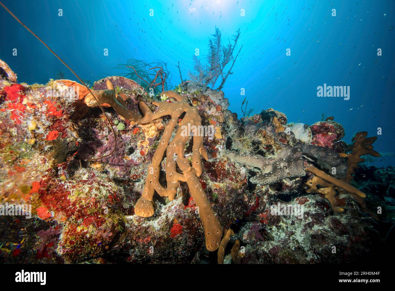Foto subacquee di Grand Turk, Turks e Caicos Foto Stock