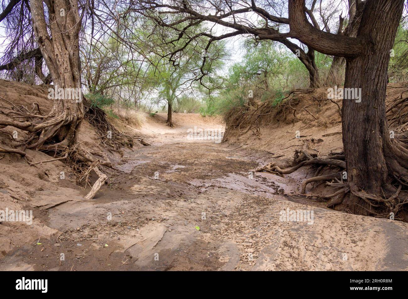 Un letto di fiume stagionale prosciugato fiancheggiato da alberi sulla riva del fiume, Pokot, Kenya Foto Stock